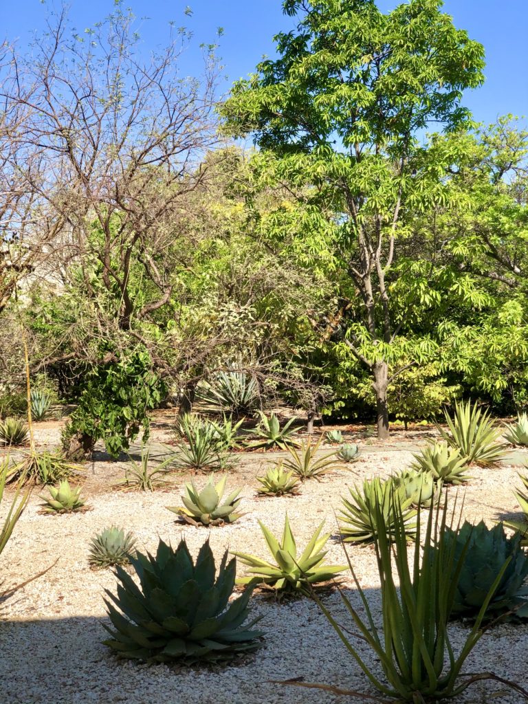 jardin botanique ; oaxaca city ; jardin etnobotanico