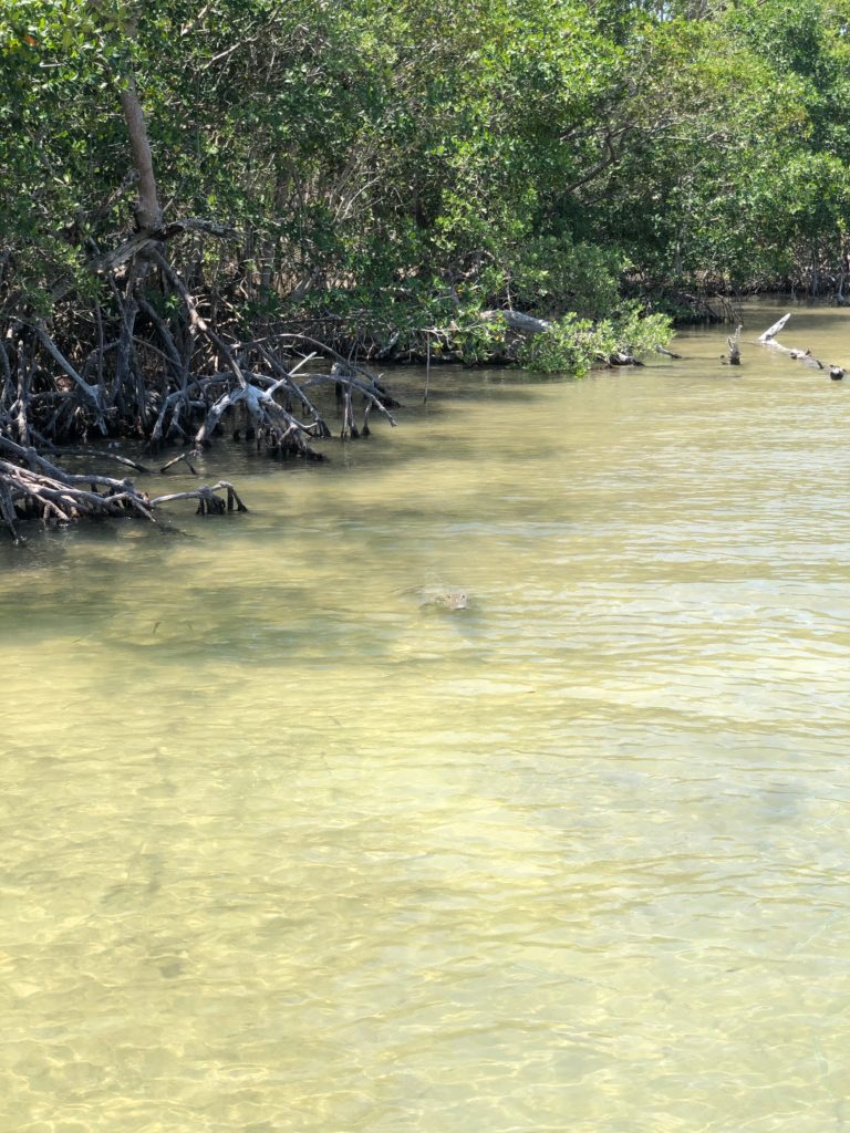 cenote yalahau_crocodile