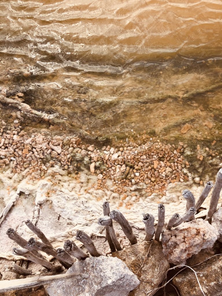 celestun - mexique - yucatan - mexico - mapaches - lac rose - lac de sel