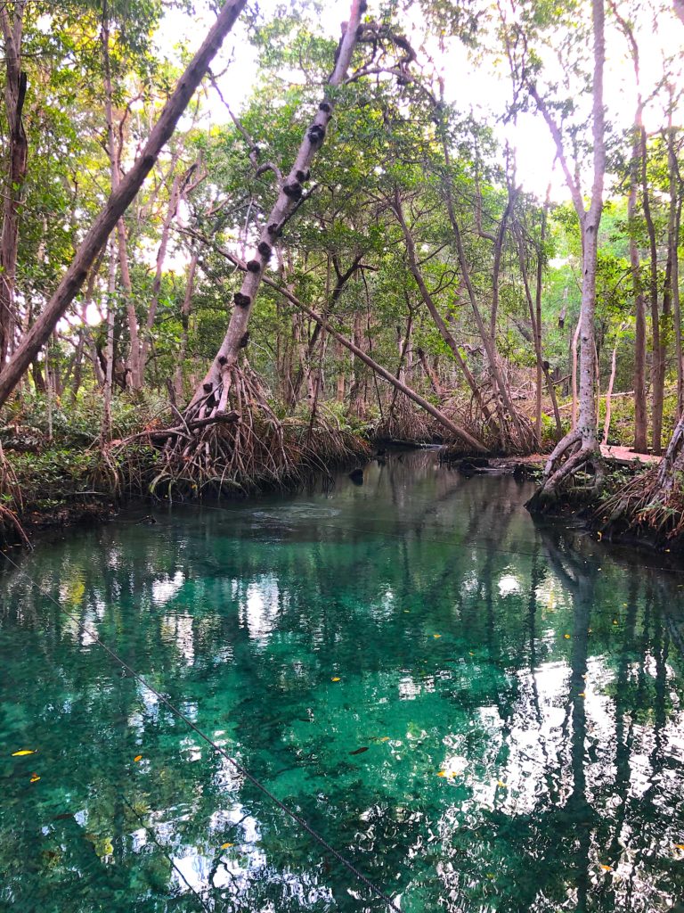 mangrove-celestun-yucatan
